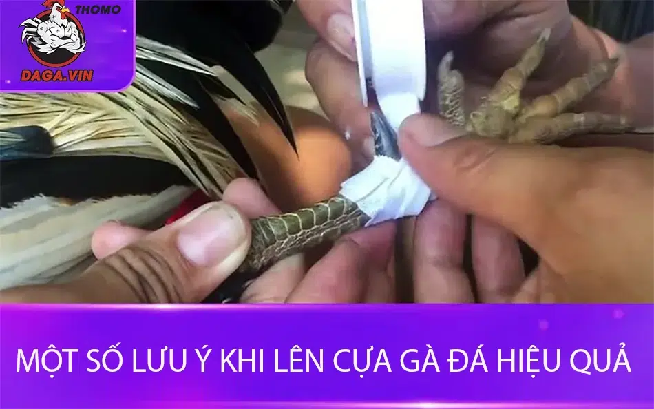 Hướng Dẫn Quy Trình Lên Cựa Gà Đá Đúng Cách Từ Sư Kê 4 Một số lưu ý khi lên cựa gà đá hiệu quả