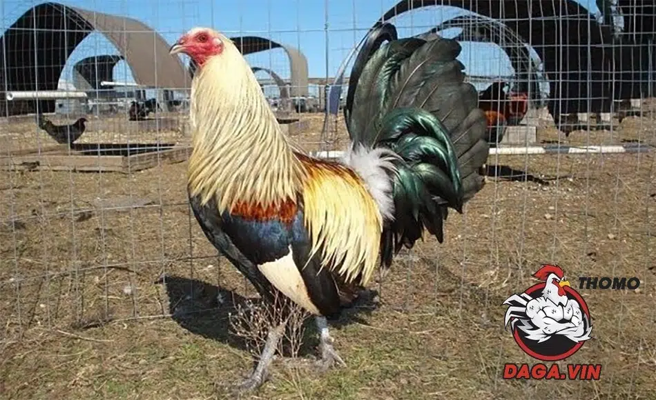 Điểm Danh Top 8 Giống Gà Chọi Hay Được Ưa Chuộng Nhất 4 Lưu ý quan trọng khi nuôi gà chọi cần biết