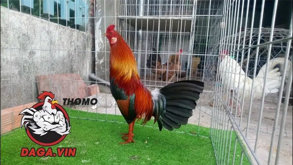 Bí quyết nuôi gà đá có lực, đá đòn hiểm, lực đá mạnh 6 cần Một số lưu ý nuôi gà đá có lực