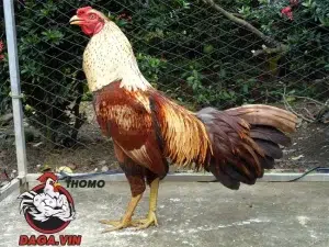 cần  Một số lưu ý khi nuôi gà không bị bệnh tại daga