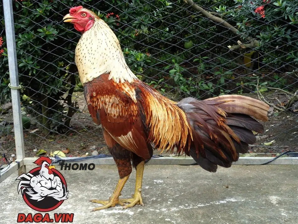 Một số lưu ý khi nuôi gà không bị bệnh