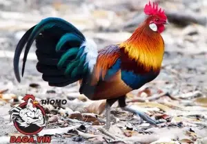 những điều lưu ý khi nuôi gà đá lông bóng mượt