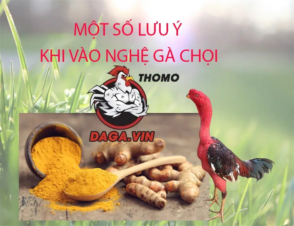Lưu ý khi vào nghệ cho gà chọi