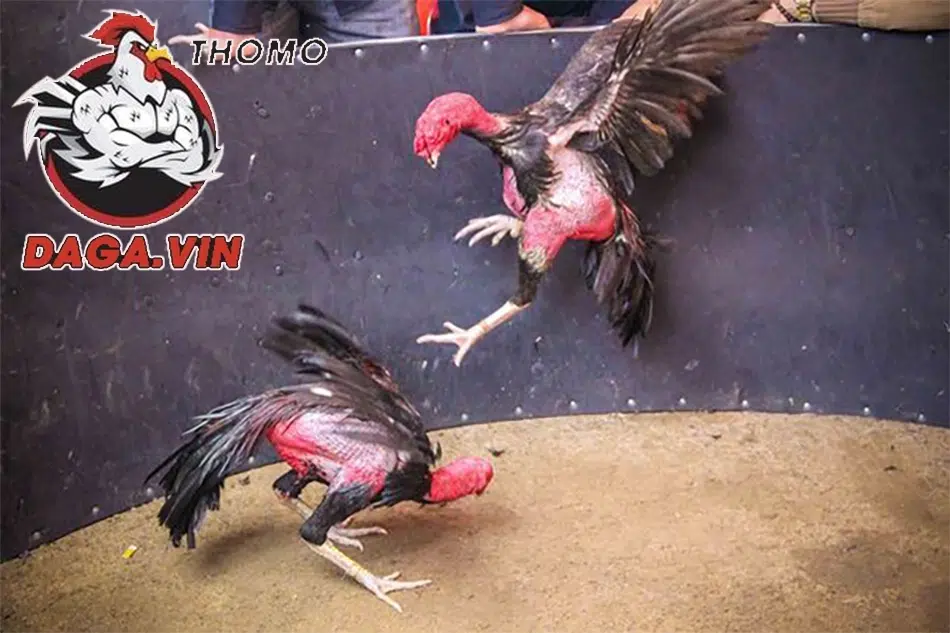 Một số lưu ý quan trọng khi vần gà chọi non