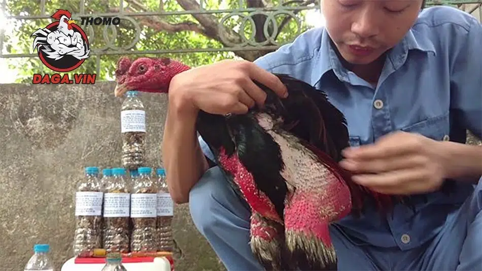 Chiến kê rèn luyện, cơ săn chắc, da dày, tăng sức mạnh và phòng thủ