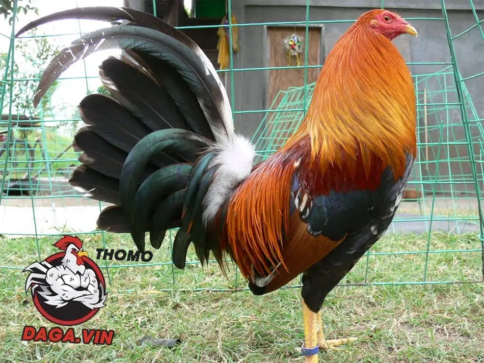 Nuôi Gà Đá Bo Lớn - Kinh Nghiệm Chăm Sóc Gà Của Sư Kê 4 Tránh phối giống sớm, cám công nghiệp, chất kích thích, ép ăn sai cách