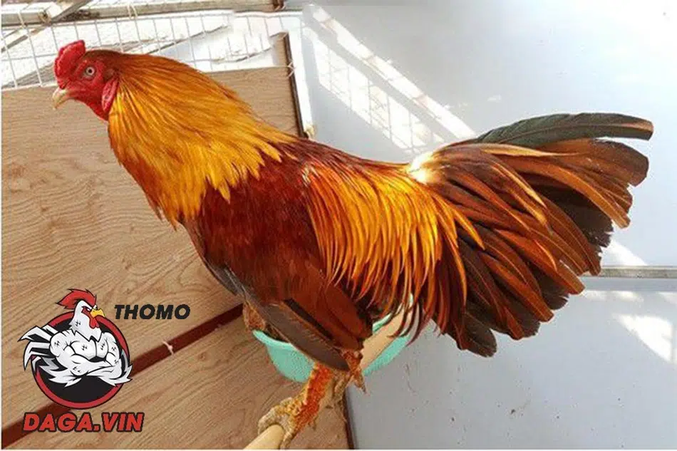 Hướng Dẫn Nuôi Gà Đá Mau Tới Pin Hiệu Quả Cho Sư Kê 1 Gà tới Pin thì sẽ như thế nào?