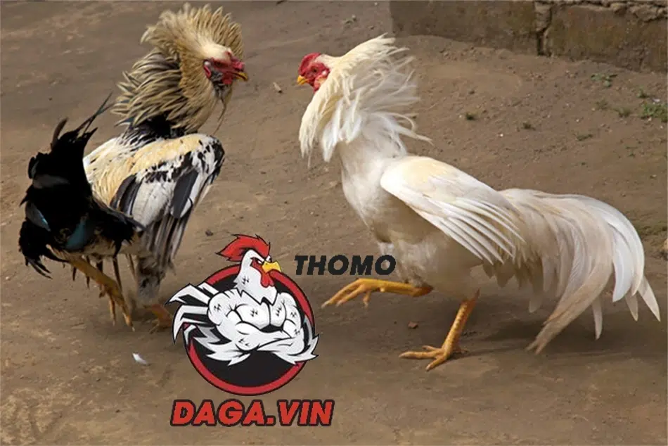 Bí kíp chọn gà chọi hay: Chọn "chiến kê" như thế nào? 5 cách Nuôi dưỡng gà chọi đá hay