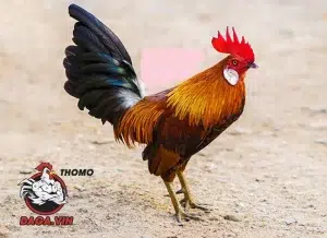 cách Phân biệt các giống gà tre đá cựa