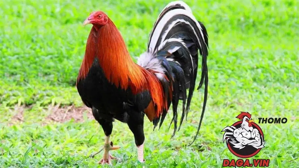 Phòng bệnh cho chiến kê