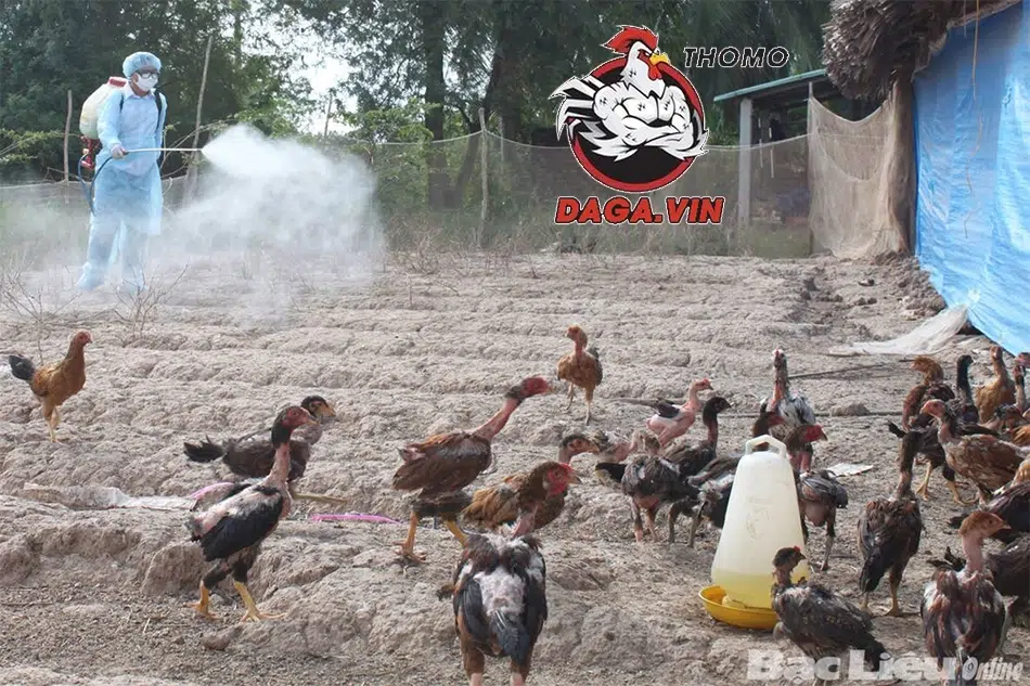 Phòng bệnh cho gà chọi yếu, tránh cầu trùng, viêm ruột
