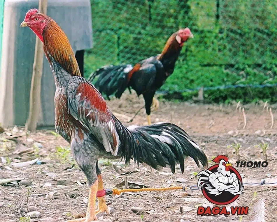 Bí kíp chọn gà chọi hay: Chọn "chiến kê" như thế nào? 4 hướng dẫn cách Quan sát tướng ngủ, đi, đứng để chọn gà nòi