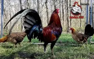 daga quy trinh lai tao ga da cua dung ky thuat 1 300x188 1