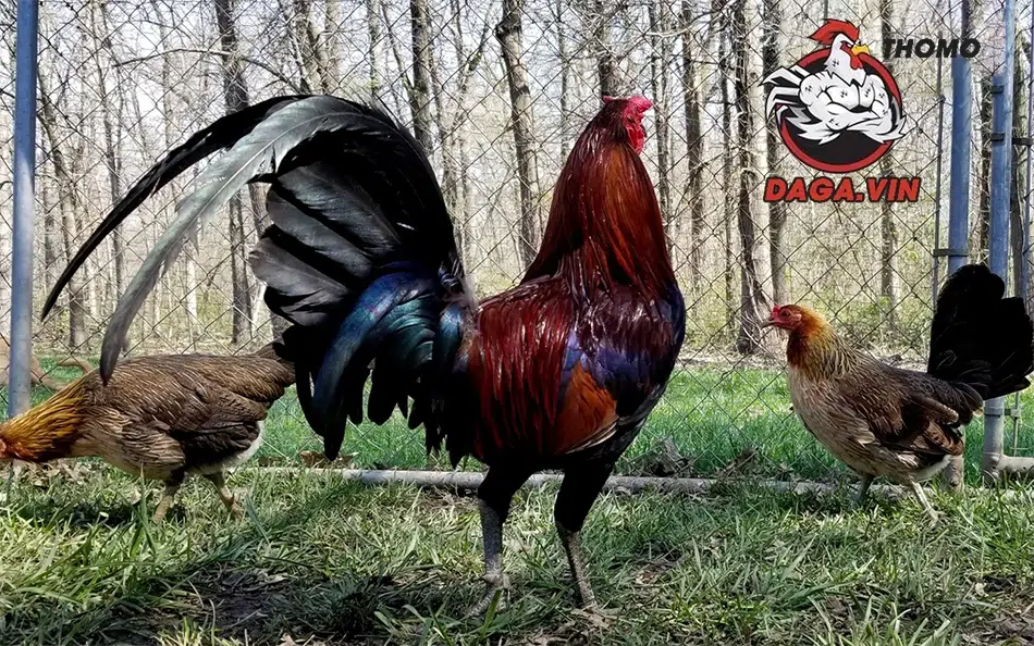 Kỹ Thuật Lai Tạo Gà Đá Cựa Chiến Đấu Bất Bại Mới Nhất 2025 2 3 phương pháp lai xa mà người nuôi nên biết