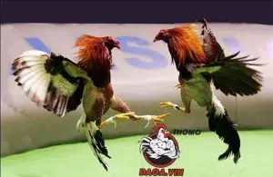 cần Rèn luyện kỹ năng đá của gà