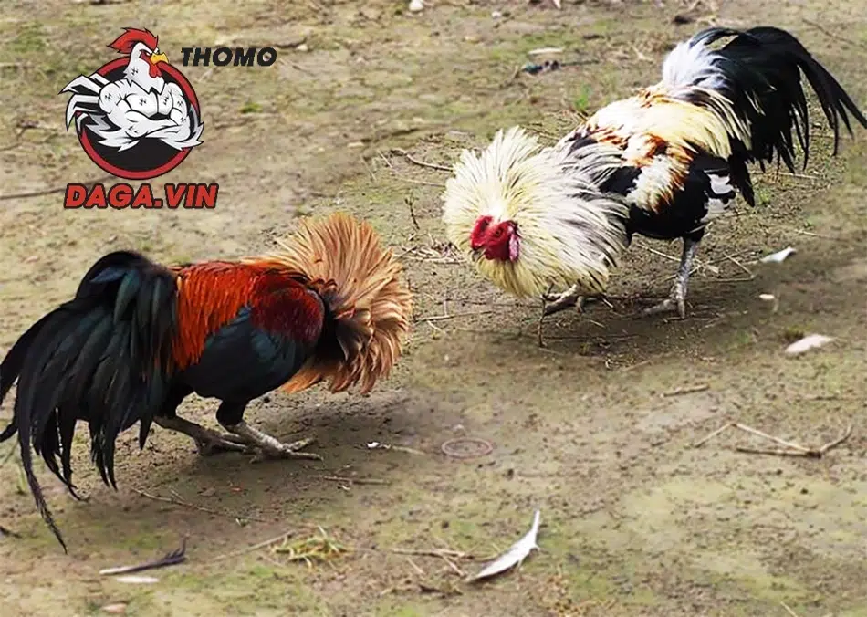 Nuôi Gà Nòi Lớn Nhanh - Kinh Nghiệm Từ Sư Kê Hàng Đầu 4 Sư kê cần lên kế hoạch tập luyện chuyên nghiệp