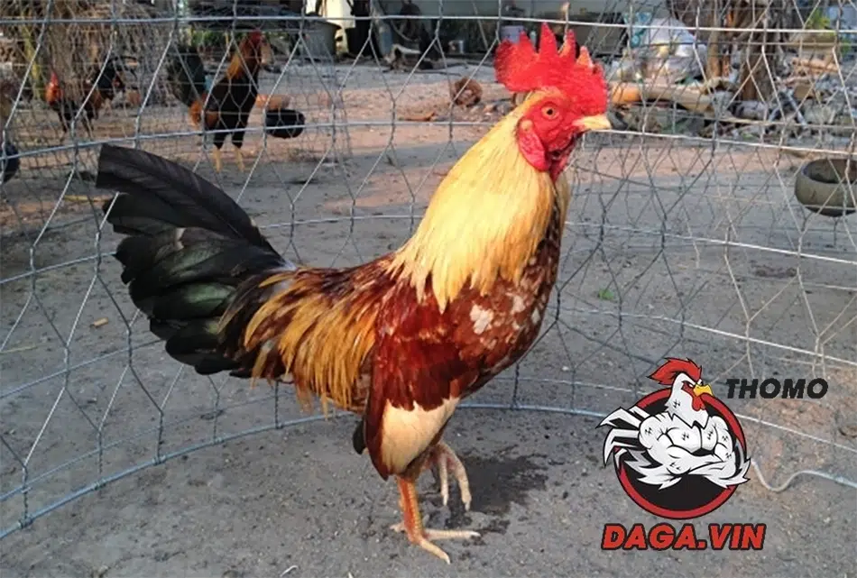 Hướng dẫn chăm sóc và rèn luyện sức khỏe cho gà đá