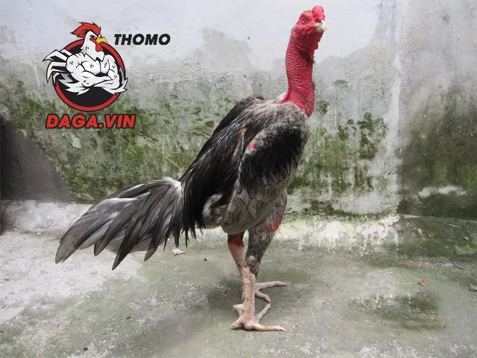 Sử dụng thảo dược để tăng cường sức khỏe chân gà 