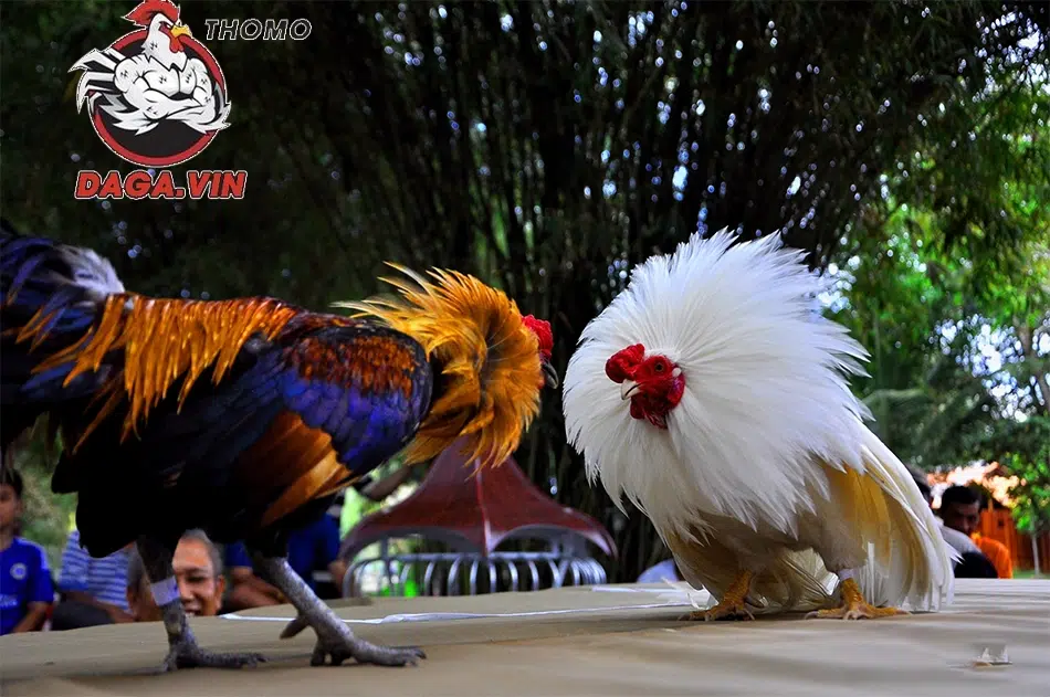 Cách Nuôi Gà Đá Làm Giàu - Bí Quyết Khởi Nghiệp Của Sư Kê 1 3 lợi ích khi nuôi gà đá kinh doanh