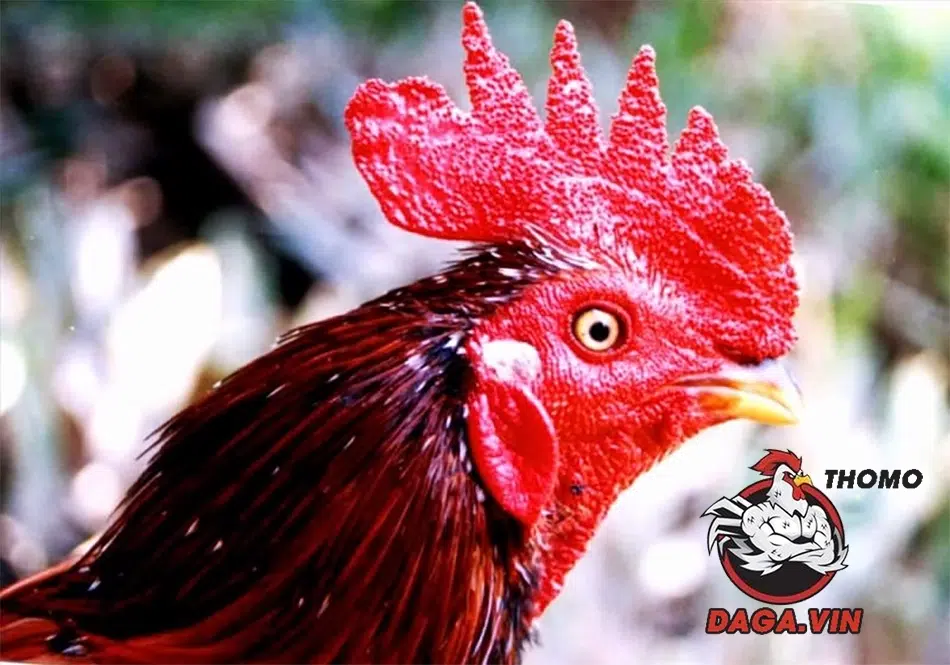 Lý do lai mồng gà chọn được nhiều sư kê lựa chọn