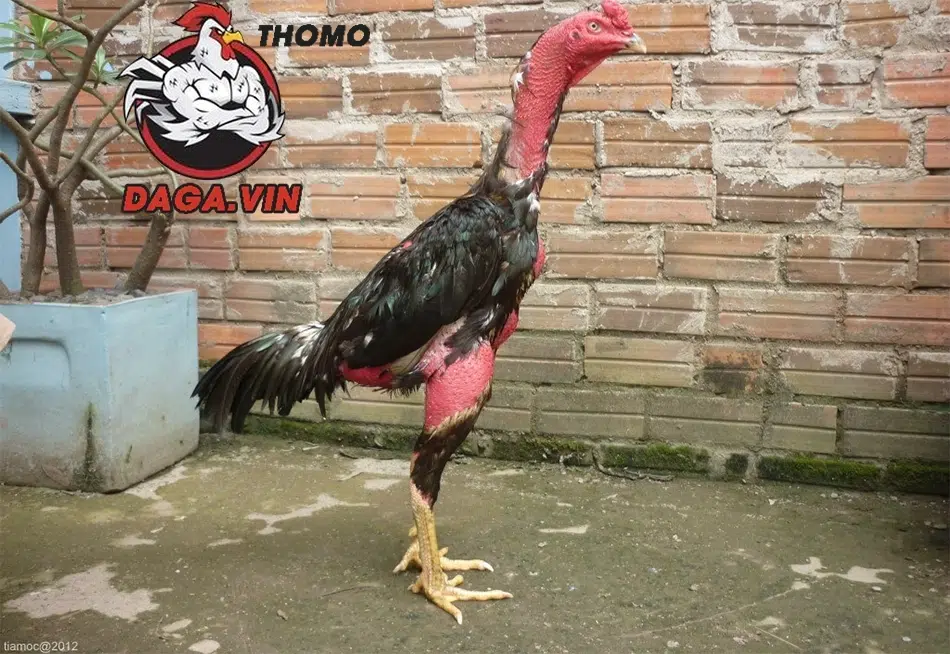 Ép cân gà chọi đúng cách mang lại nhiều lợi ích đặc biệt