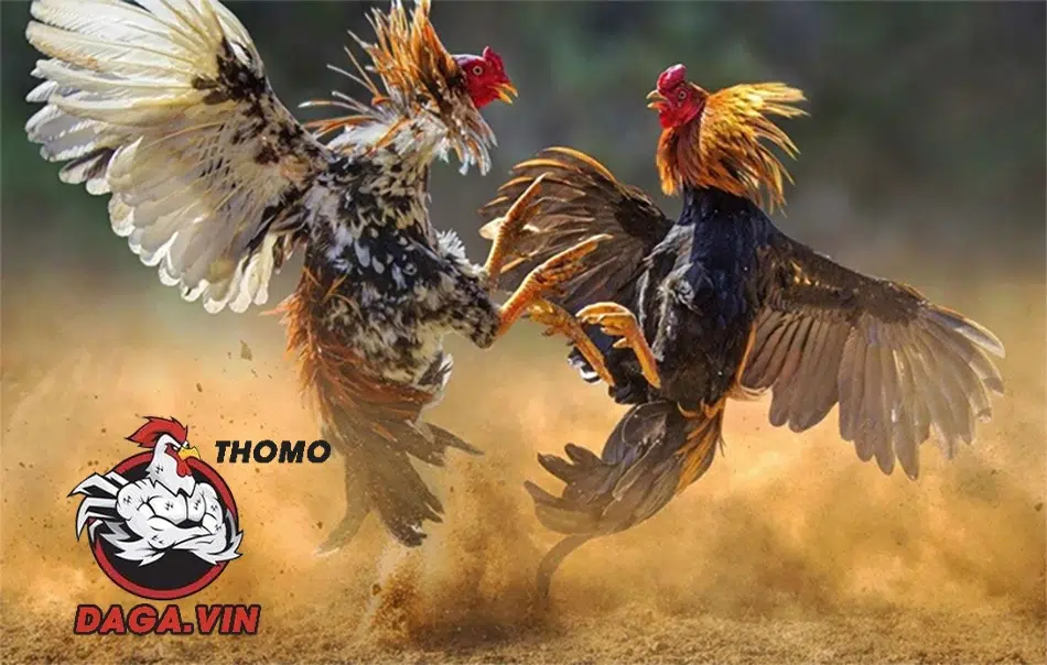 Tầm quan trọng của việc nuôi gà đá chân mạnh 