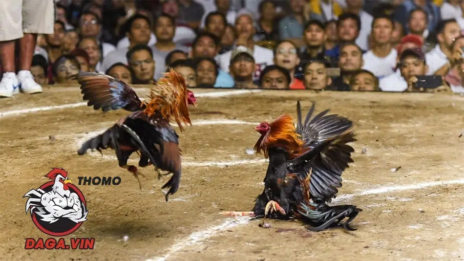 4 nguyên nhân nên biết cách nuôi gà đá