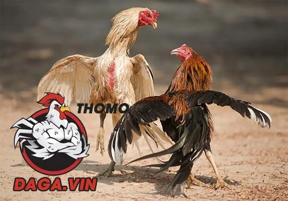 Các thuật ngữ khi vần gà chọi 