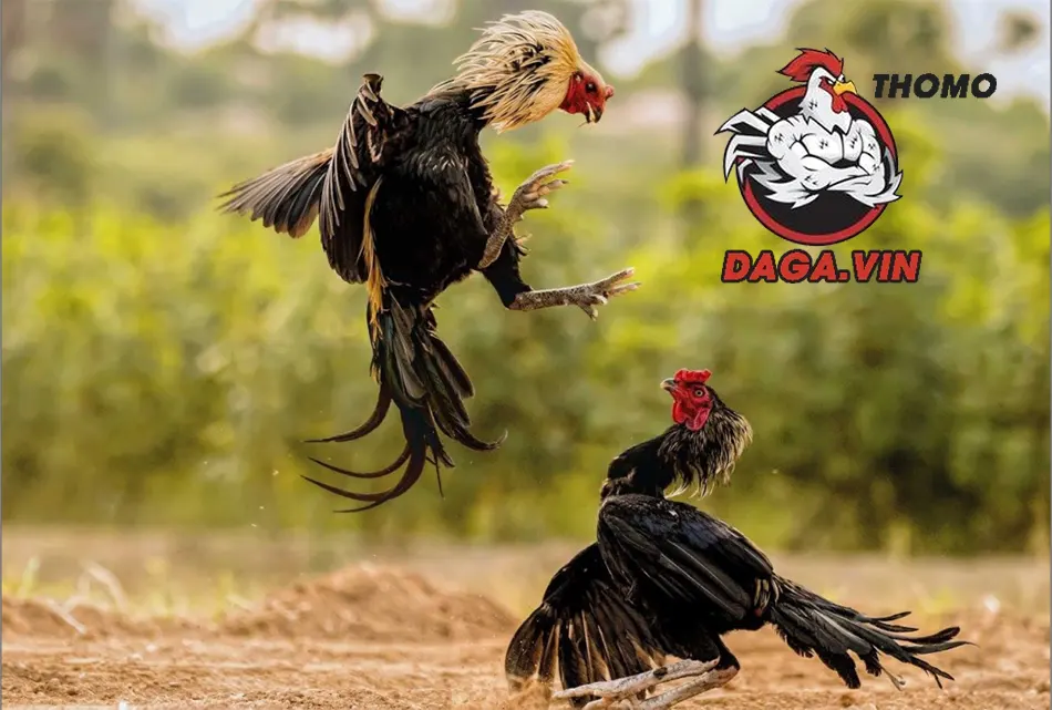 Tập lực cho gà là rất quan trọng