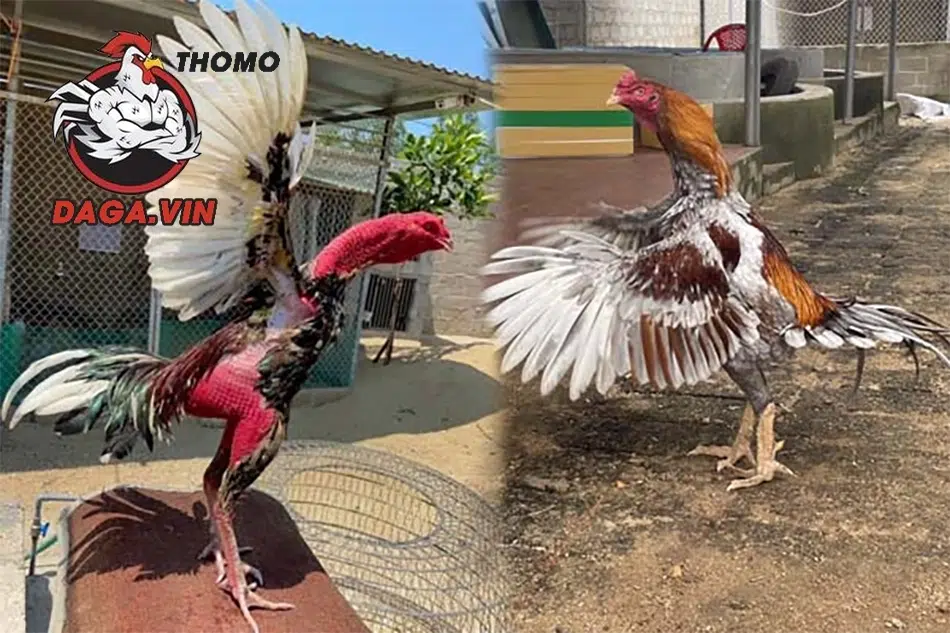 Hướng Dẫn Nuôi Gà Đá Mau Tới Pin Hiệu Quả Cho Sư Kê 3 Tập luyện thường xuyên để gà khỏe