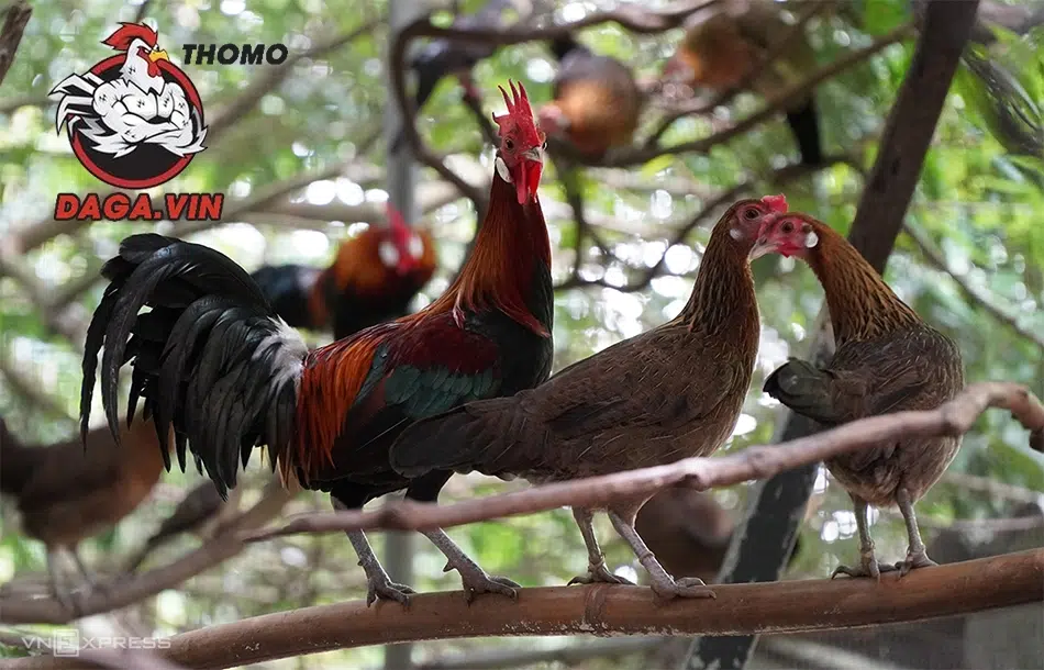 Lưu ý về đá gà rừng