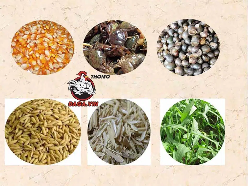 Hướng Dẫn Nuôi Gà Đá Mau Tới Pin Hiệu Quả Cho Sư Kê 2 Dinh dưỡng cho gà nhanh tới PIN