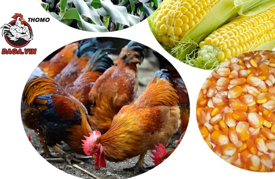 Một số thức ăn nuôi gà đá Mỹ cựa sắt tốt nhất