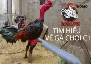 daga tim hieu ve ga choi c1 1 300x211 1