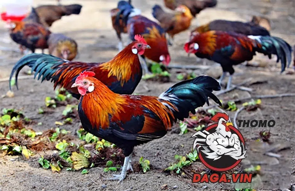 Giới thiệu về giống gà rừng hiếu chiến