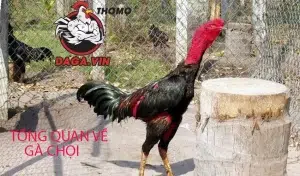 giới thiệu Tổng quan về gà chọi
