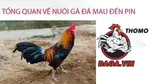 giới thiệu Tổng quan về nuôi gà đá mau tới pin