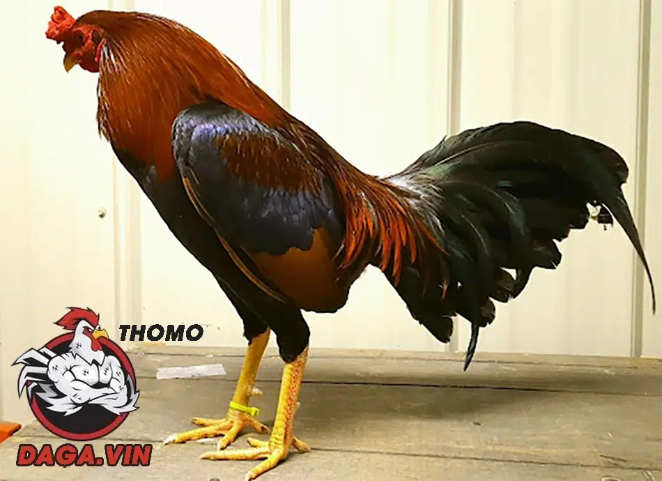 Điểm Danh Top 8 Giống Gà Chọi Hay Được Ưa Chuộng Nhất 1 Top+ các giống gà chọi hay nhất được quan tâm nhất