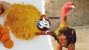 daga giới thiệu Vào nghệ cho gà chọi có tác dụng gì?