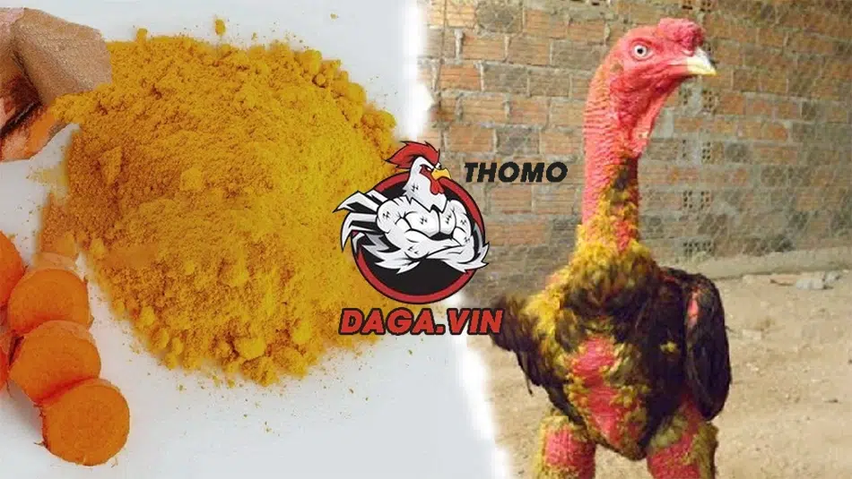 Mục đích khi vào nghệ cho gà chọi