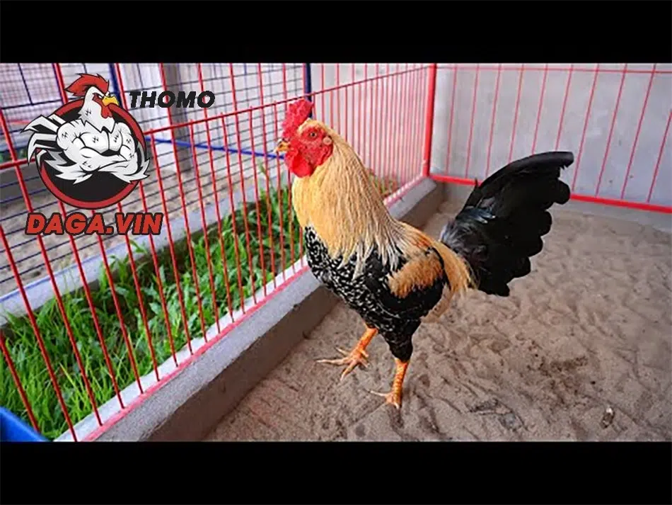 Nuôi Gà Nòi Lớn Nhanh - Kinh Nghiệm Từ Sư Kê Hàng Đầu 2 Người nuôi cần chuẩn bị chuồng trại thoáng mát