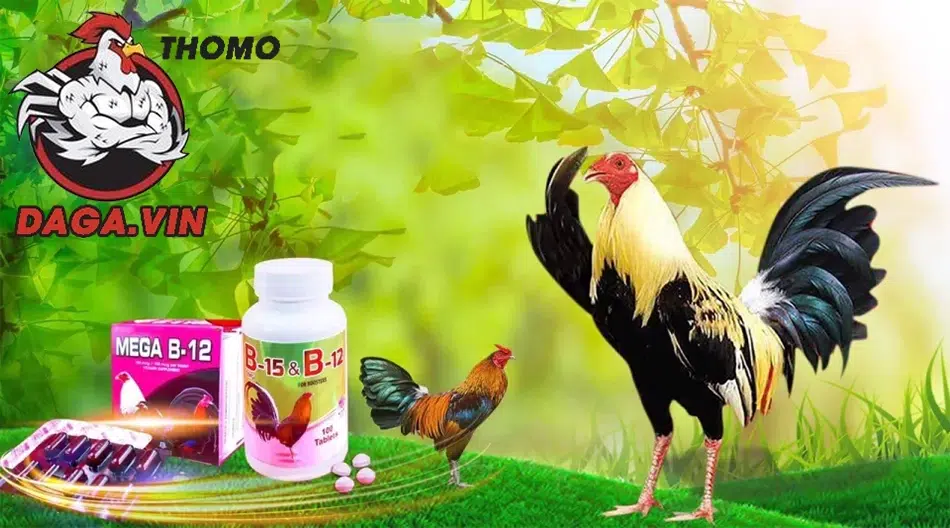 Nuôi gà đá hiệu quả nhờ ăn uống, huấn luyện, phòng bệnh, môi trường tốt