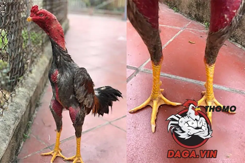 Bí kíp chọn gà chọi hay: Chọn "chiến kê" như thế nào? 3 cách Xem vảy chân - bí quyết chọn gà chọi hiểm độc