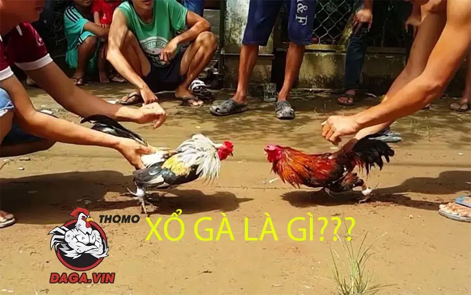 Xổ gà là quá trình tập luyện, rèn luyện thể chất cho gà đá