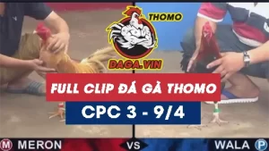 Full Video phát lại Trực tiếp đá gà Thomo ngày 9/4/2024