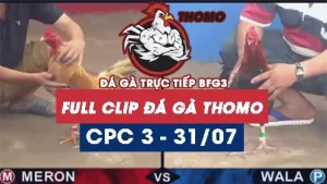Full Video phát lại Trực tiếp đá gà Thomo C3 ngày 31/07/2024