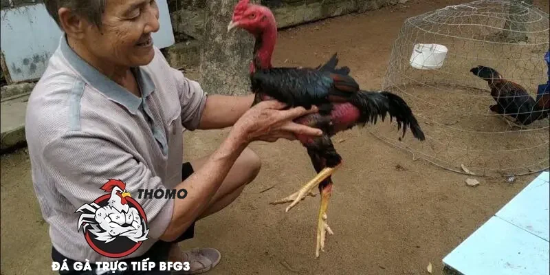 Hướng Dẫn Chi Tiết Cách Băng Cựa Gà Đá Hiệu Quả Nhất 2025 3 Cách băng cựa gà đòn