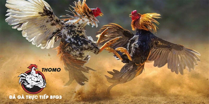 Hướng Dẫn Chi Tiết Cách Băng Cựa Gà Đá Hiệu Quả Nhất 2025 4 Lưu ý quan trọng khi thực hiện băng cựa gà đá