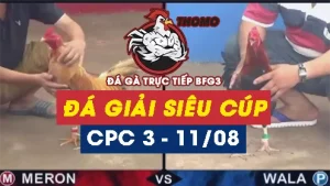 Full Video ĐÁ GIẢI SIÊU CÚP gà Thomo C3 ngày 11/08/2024