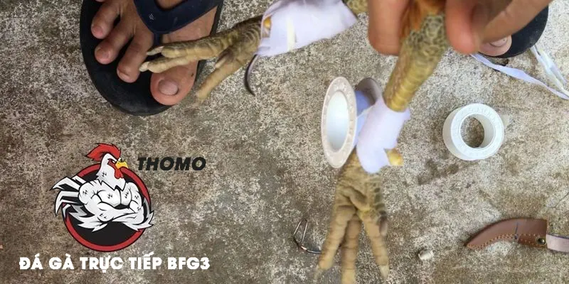 Hướng Dẫn Chi Tiết Cách Băng Cựa Gà Đá Hiệu Quả Nhất 2025 1 Giới thiệu chung về cách băng cựa gà